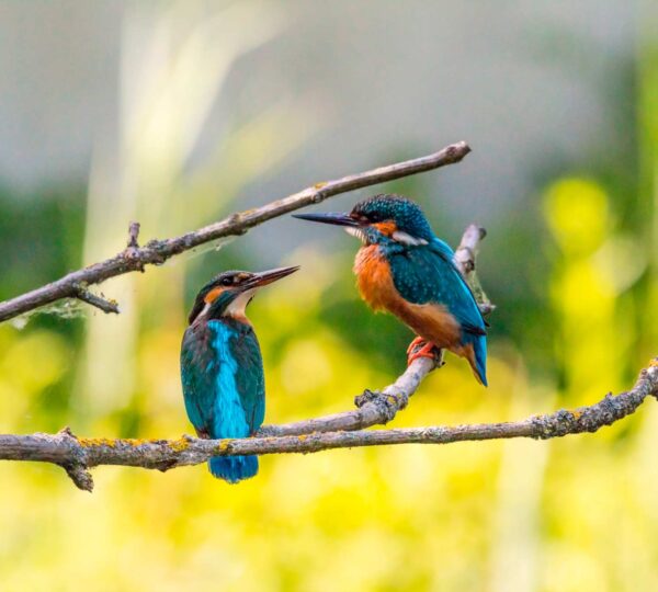 ¿Qué es la Biodiversidad?